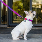 WAUDOG Nylon Dog Leash - Gradient - Purple