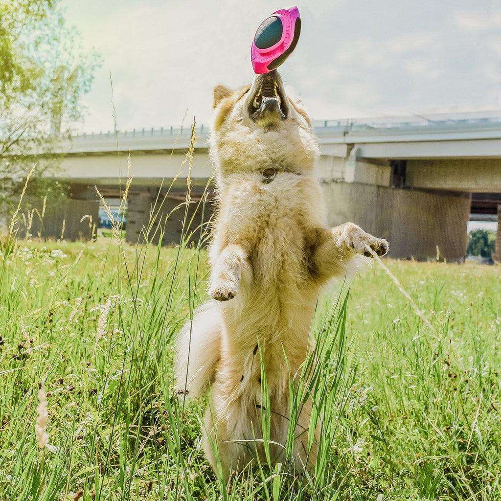 Juguete para perros – Pelota de fútbol flotante
