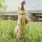 Juguete para perros – Pelota de fútbol flotante