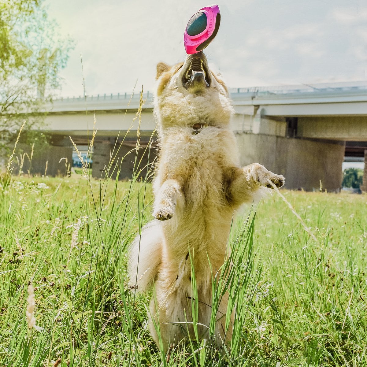 Juguete para perros – Pelota de fútbol flotante