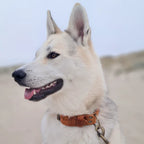 Breites Hundehalsband aus Leder – Camel