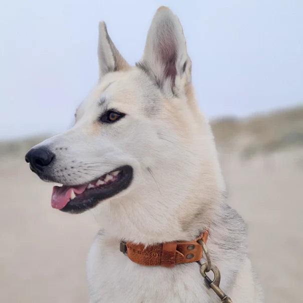 Breites Hundehalsband aus Leder – Camel