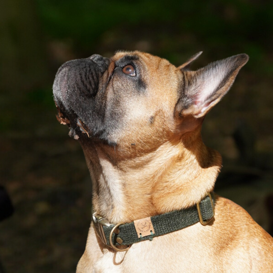 Hundehalsband – Hanf (Waldgrün)