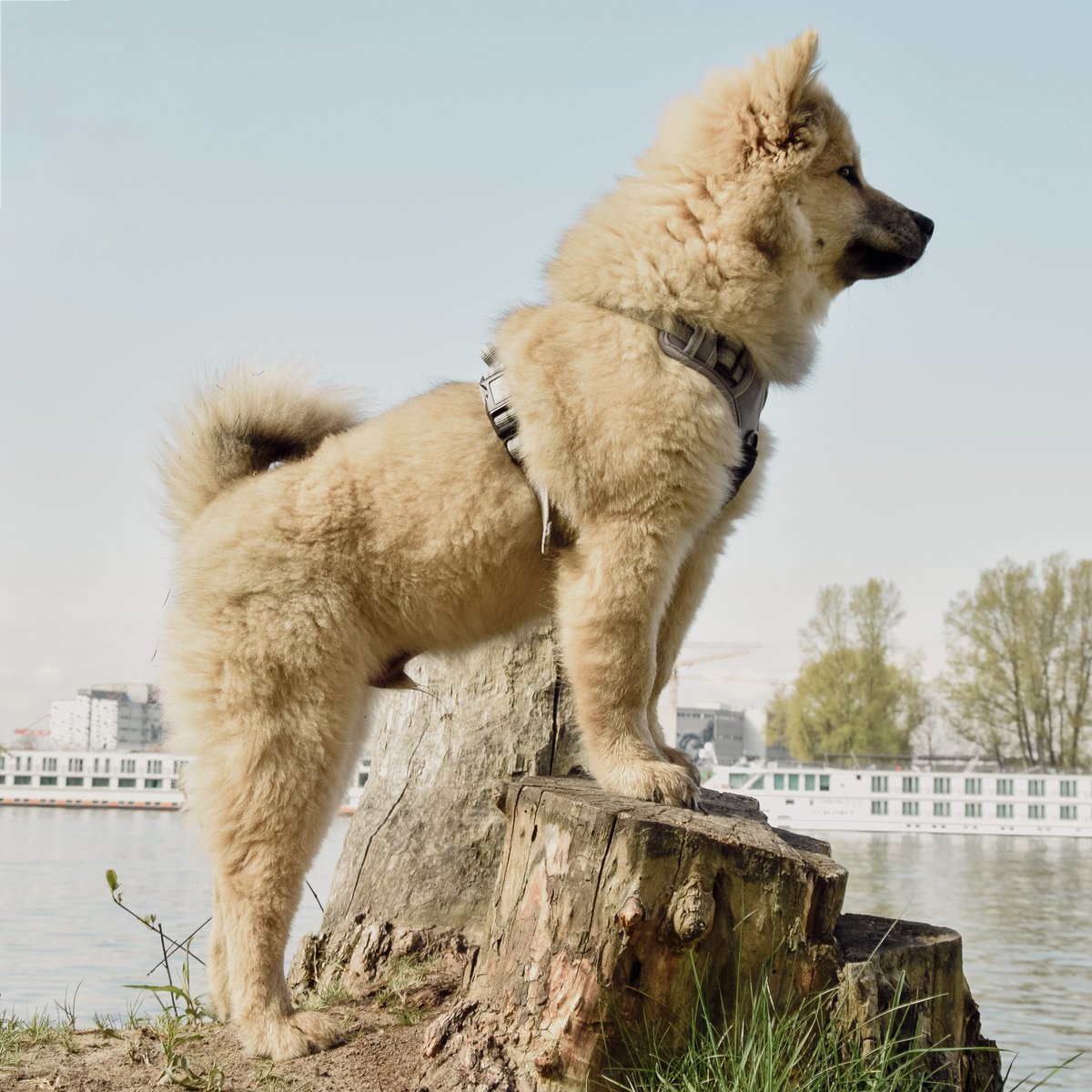 Hundegeschirr – stoßdämpfend