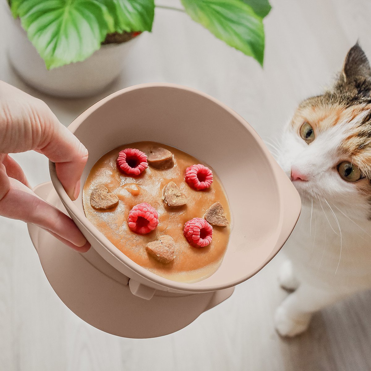 Erhöhter Silikon Katzennapf + mit verstellbarer Neigung