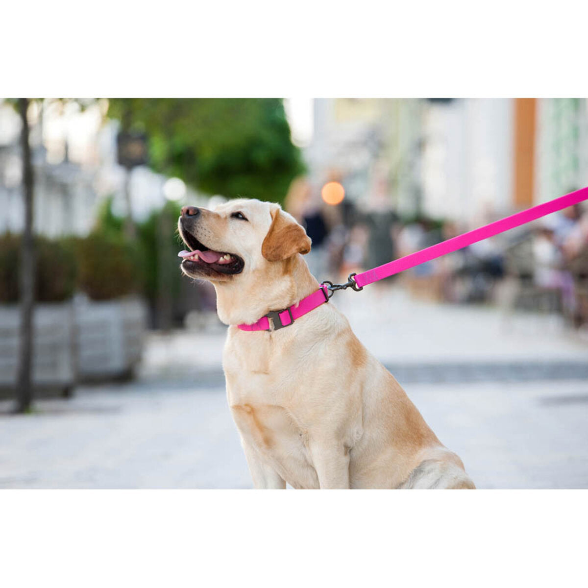 WAUDOG Waterproof Dog Leash - Pink