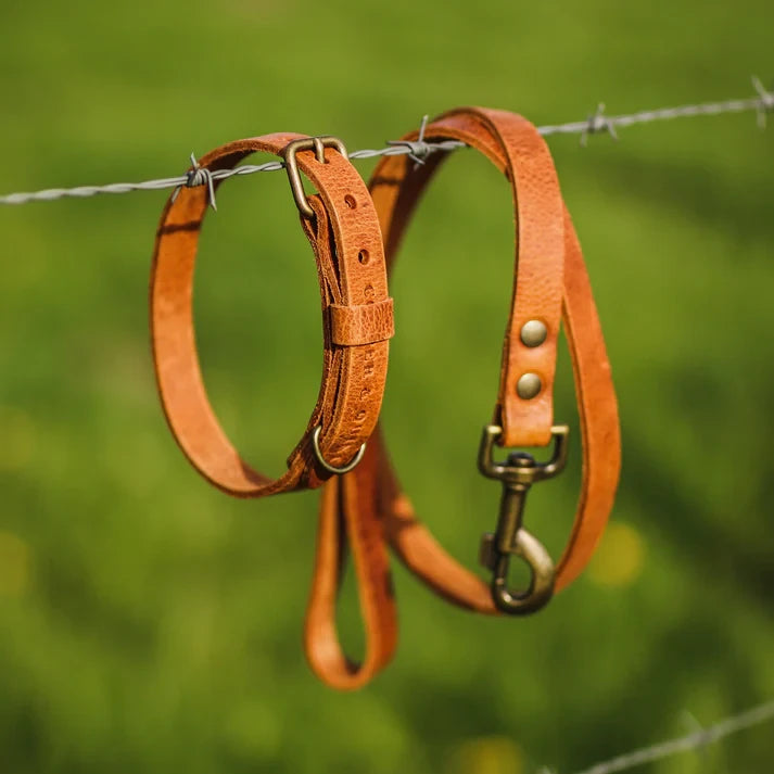 Hundehalsband aus Leder – Farbe Kamel