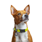 WAUDOG Magnet Dog Collar with QR Passport - Lemon