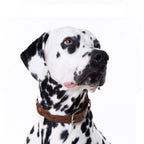 Hundehalsband – Geflochten (Braun)