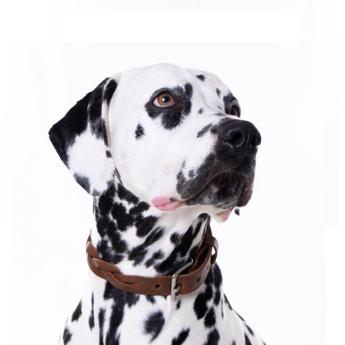 Hundehalsband – Geflochten (Braun)