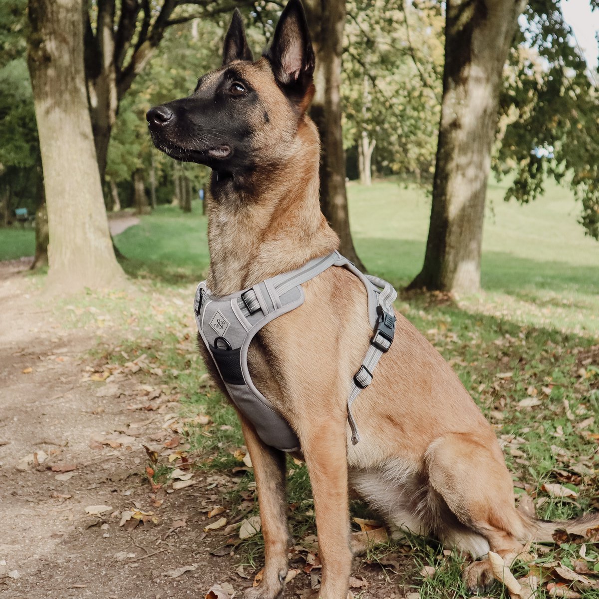 Hundegeschirr – stoßdämpfend