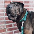Gedrehte Hundehalskette – Grün