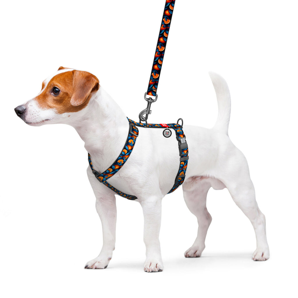 WAUDOG Nylon Dog H-Harness with QR Passport - Oranges