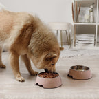 Futternapf - 2er Set - für Hunde und Katzen - Rose