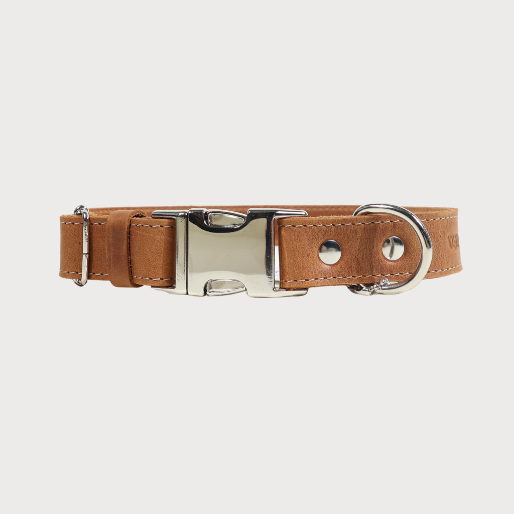 Luxury Leather Dog Collar – PAWEAREA