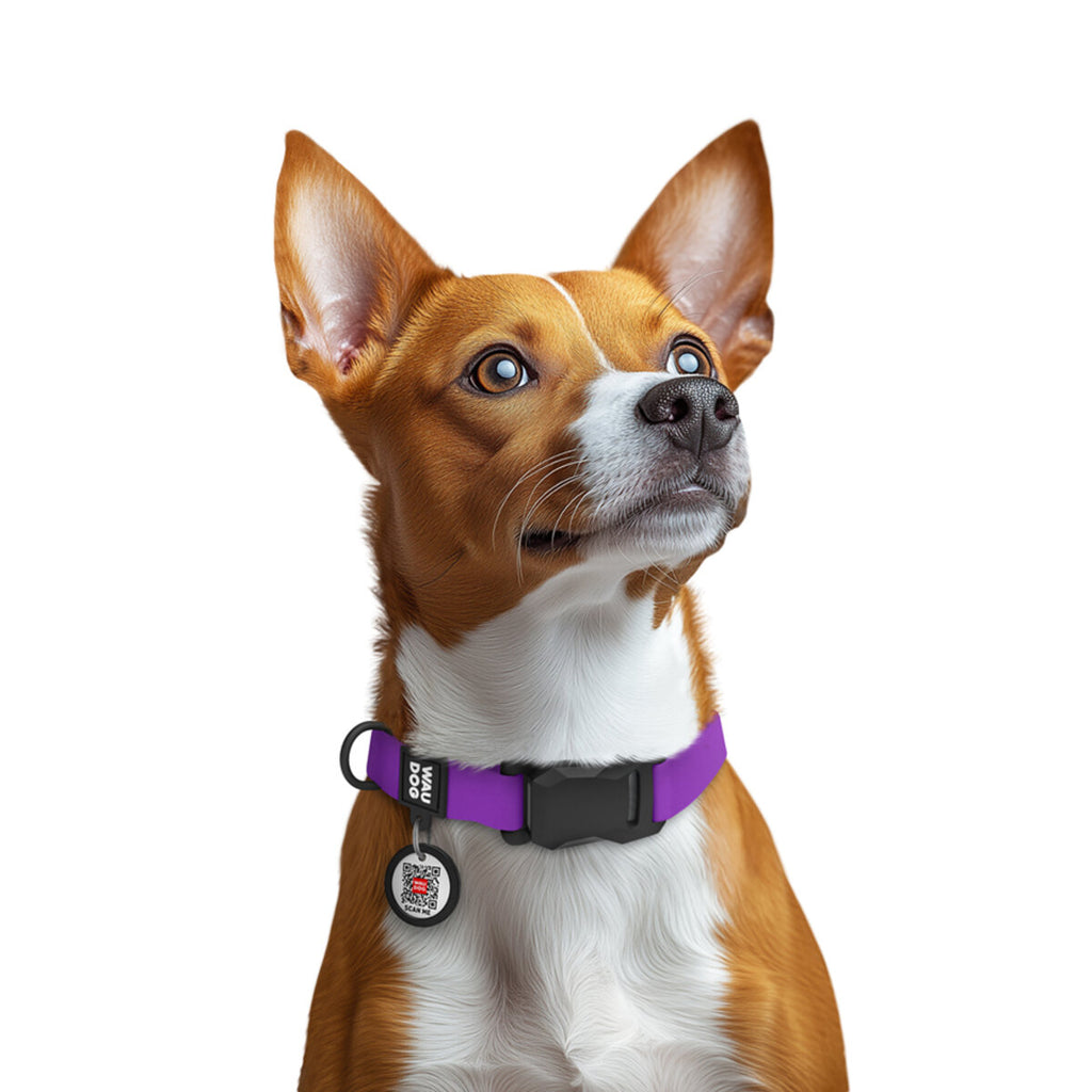 WAUDOG Magnet Dog Collar with QR Passport - Purple