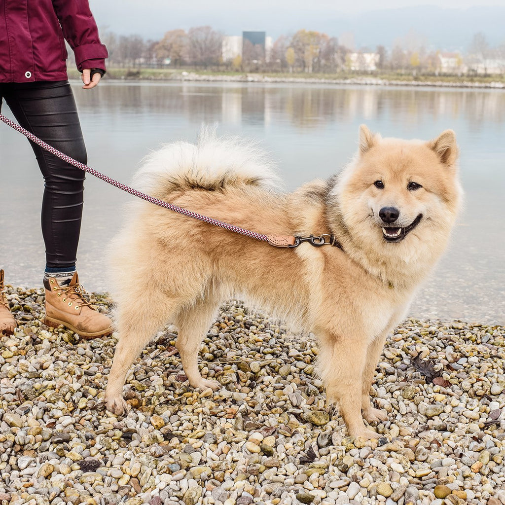 Correa de Cuerda para Perro – Estilo Urbano (120 cm)
