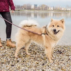 Correa de Cuerda para Perro – Estilo Urbano (120 cm)