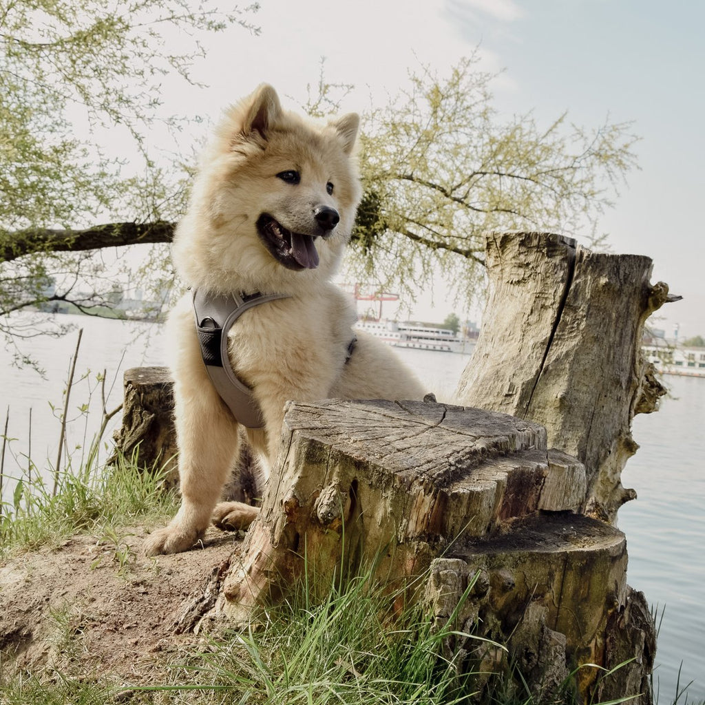 Hundegeschirr – stoßdämpfend