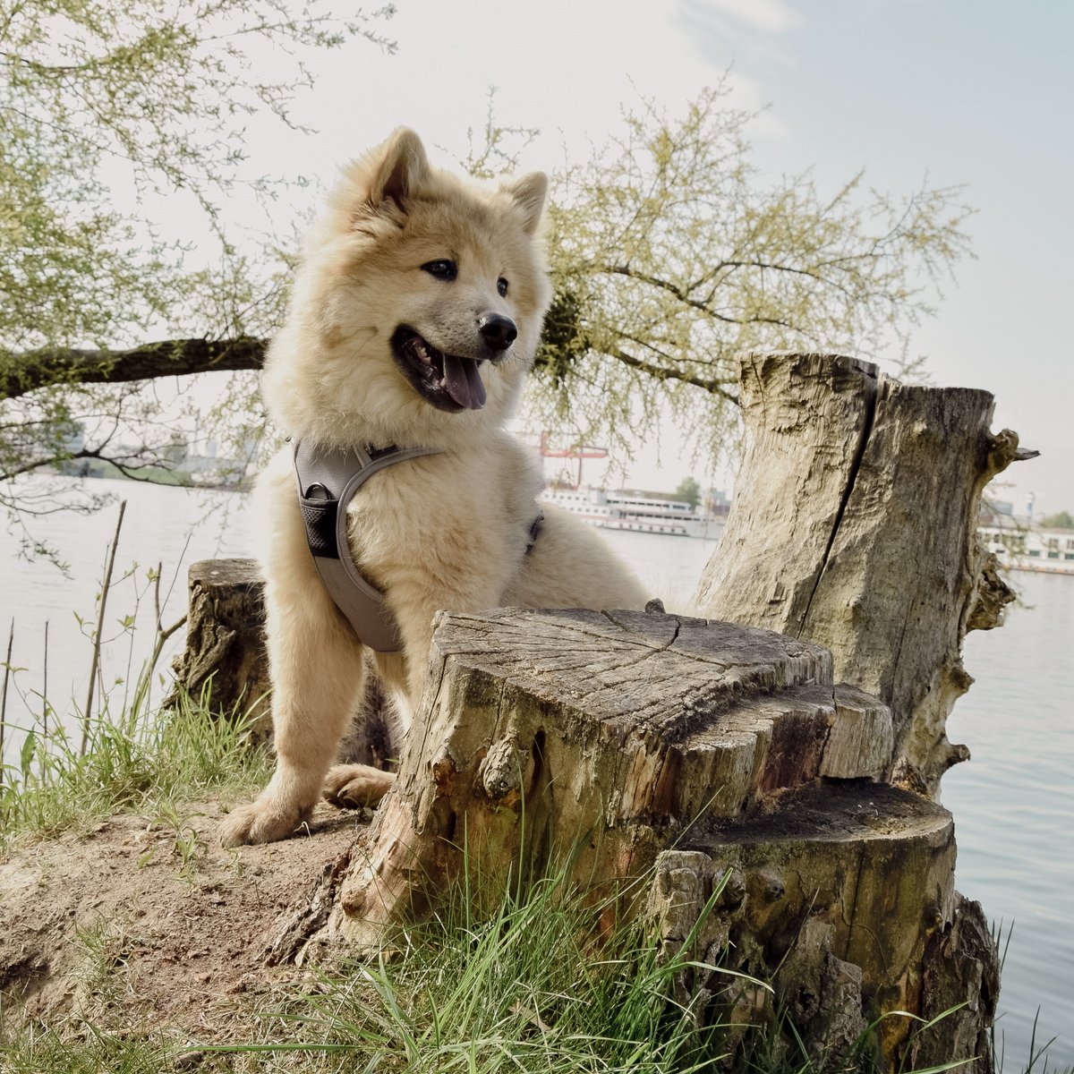 Hundegeschirr – stoßdämpfend