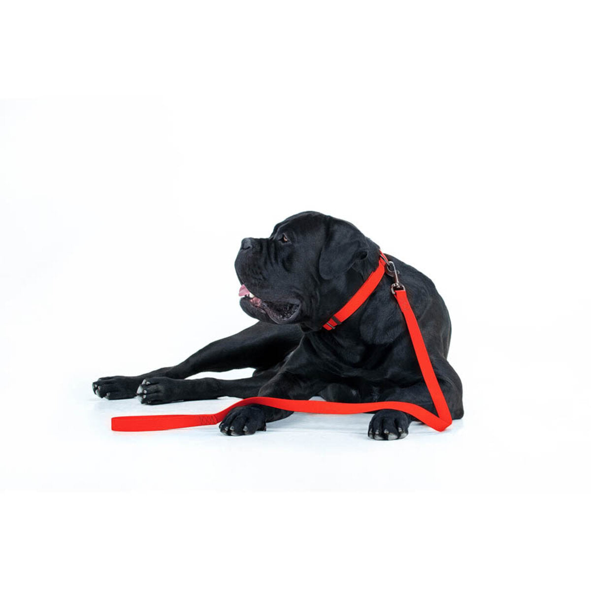WAUDOG Waterproof Dog Leash - Red