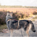 Hundetrainingsleine – Braun
