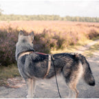 Hundetrainingsleine – Braun