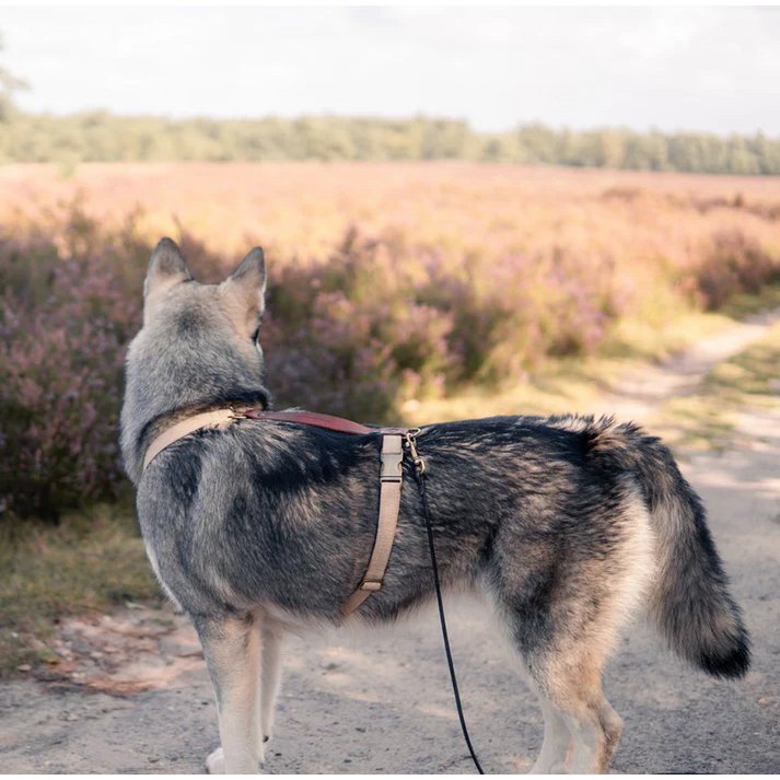 Hundetrainingsleine – Braun
