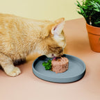 Cat Bowl – Silicone Shallow Whisker-Friendly