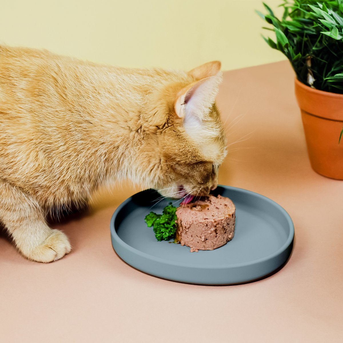 Cat Bowl – Silicone Shallow Whisker-Friendly