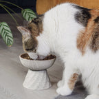 Increased ceramic food bowl for cats in stone optics