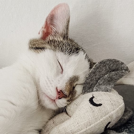 Juguetes para gatos con hierba gatera - Set rellenable (3 juguetes + 9 bolsas de hierba gatera)