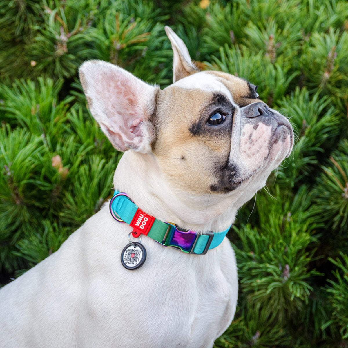 WAUDOG Nylon Dog Collar with QR Passport - Gradient - Blue