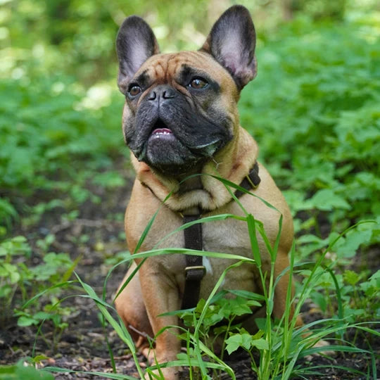 Hundehanfgeschirr – Kastanienbraun