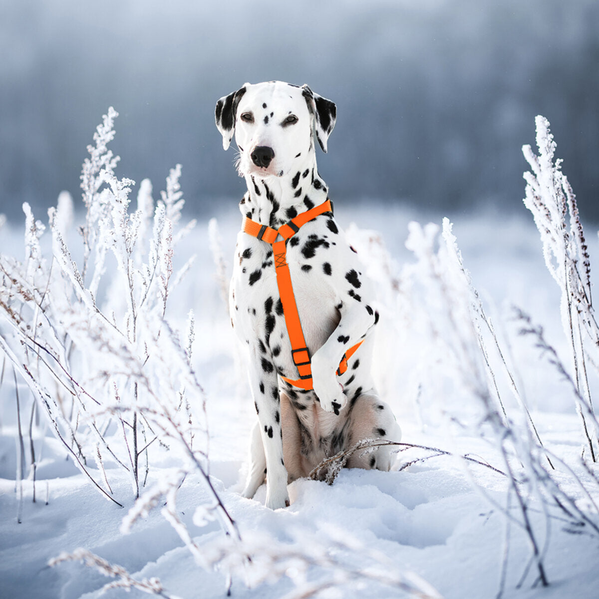 WAUDOG Waterproof Dog H-Harness with QR Passport - Orange