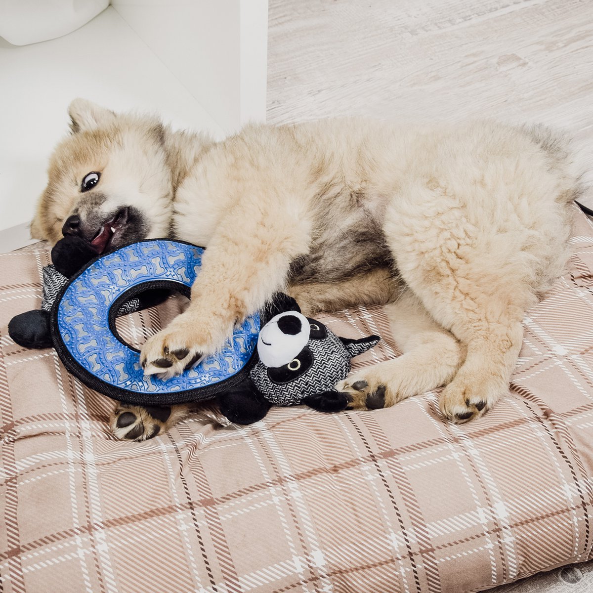 Juguete de Peluche para Perro con Sonido y Función de Masticar – Mapache