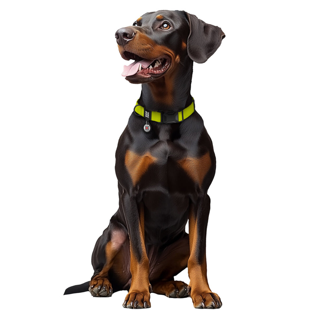WAUDOG Magnet Dog Collar with QR Passport - Lemon