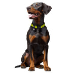 WAUDOG Magnet Dog Collar with QR Passport - Lemon