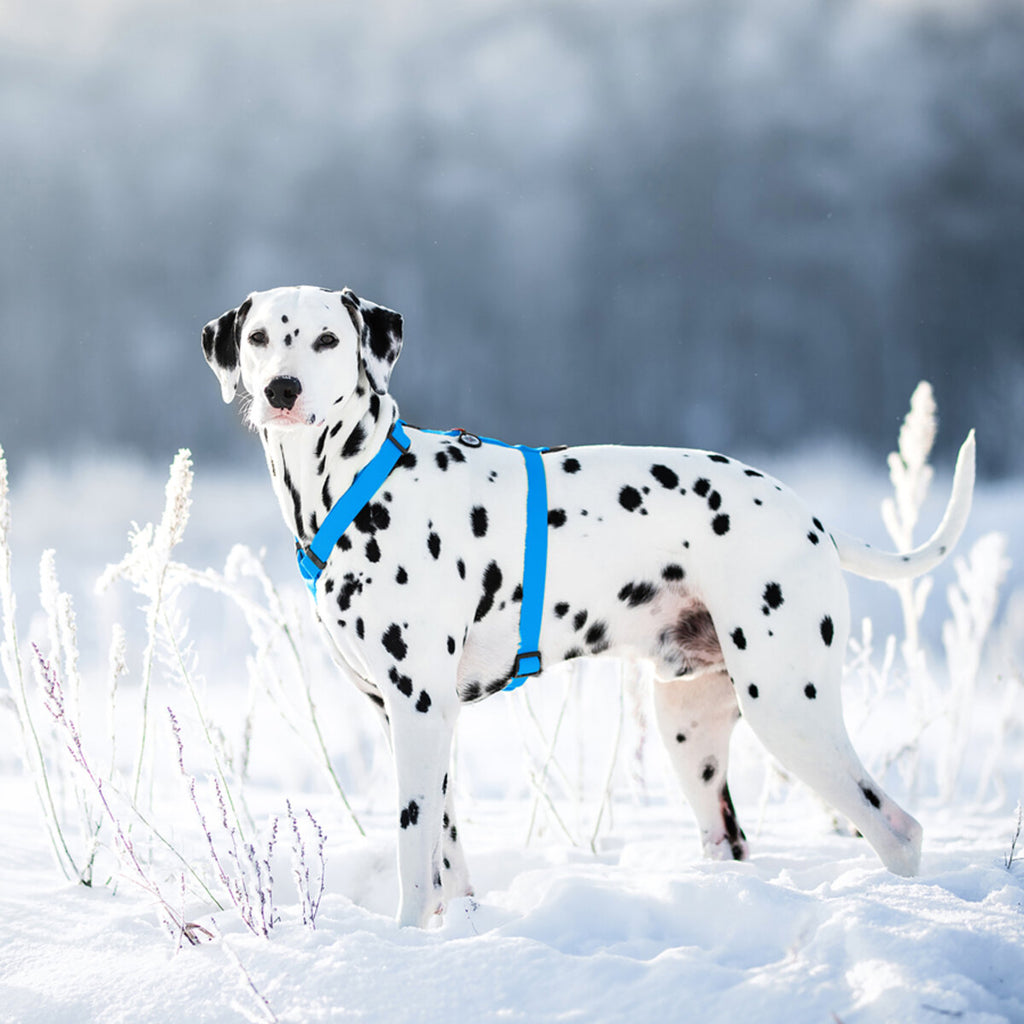 WAUDOG Waterproof Dog H-Harness with QR Passport - Blue