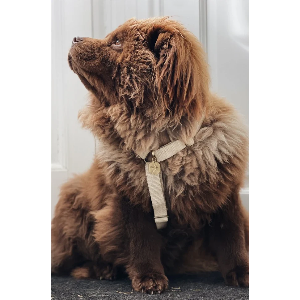 Hundegeschirr aus Hanf – Weiß