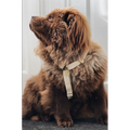 Hundegeschirr aus Hanf – Weiß