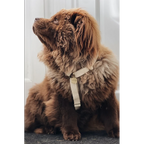 Hundegeschirr aus Hanf – Weiß