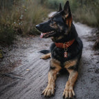 Breites Lederhalsband für Hunde – Dunkelbraun