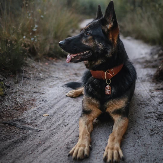 Breites Lederhalsband für Hunde – Dunkelbraun