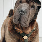 Hundegeschirr aus Hanf – Waldgrün