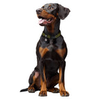 WAUDOG Magnet Dog Collar with QR Passport - Khaki