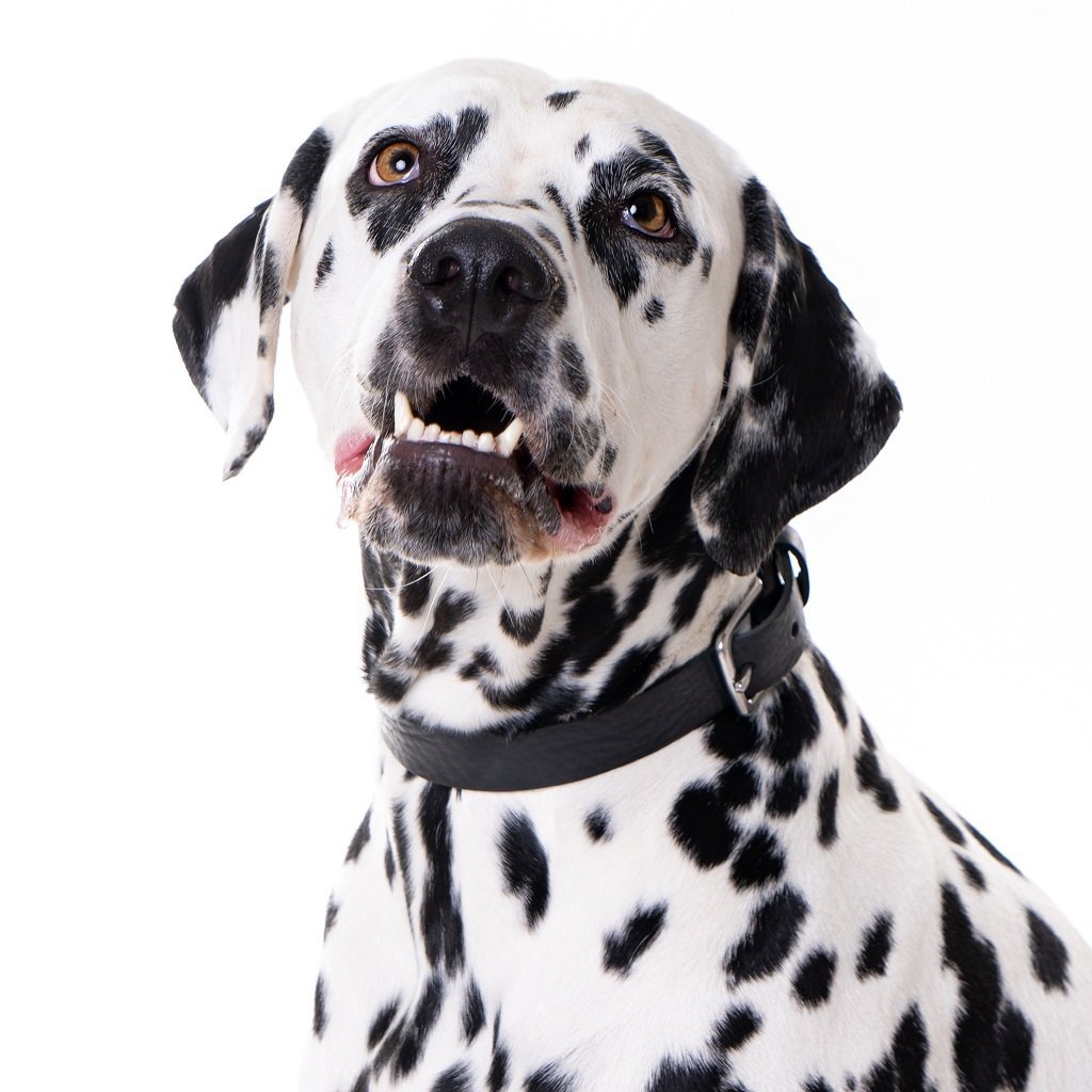 Hundehalsband – Leder (Schwarz)