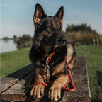 Correa para perro – Algodón trenzado ajustable (rojo óxido)