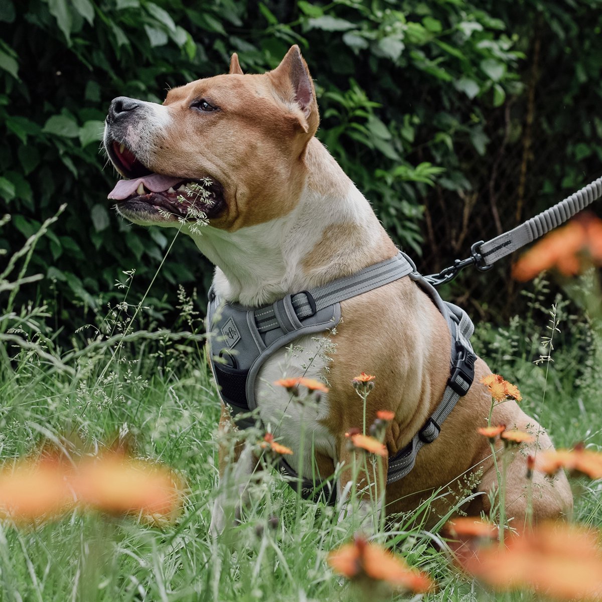 Hundegeschirr – stoßdämpfend
