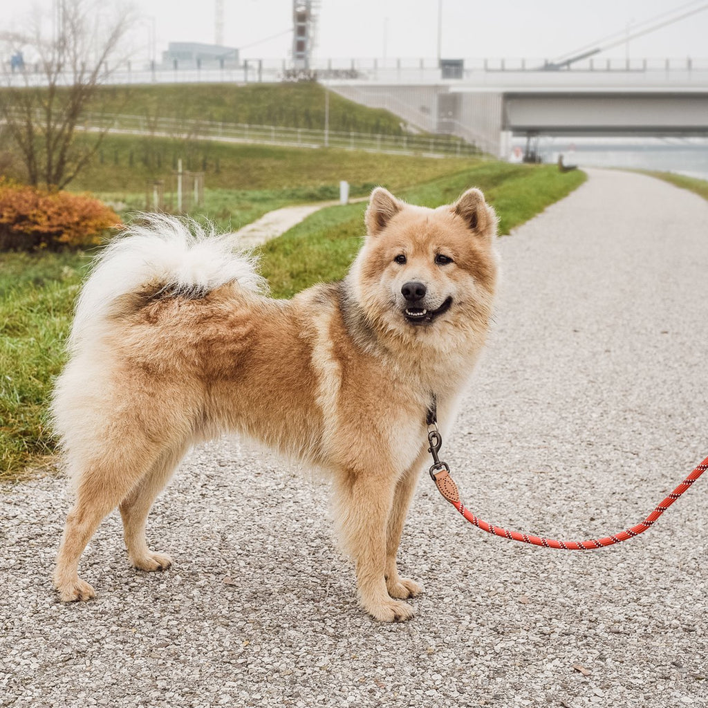 Correa de Cuerda para Perro – Estilo Urbano (120 cm)